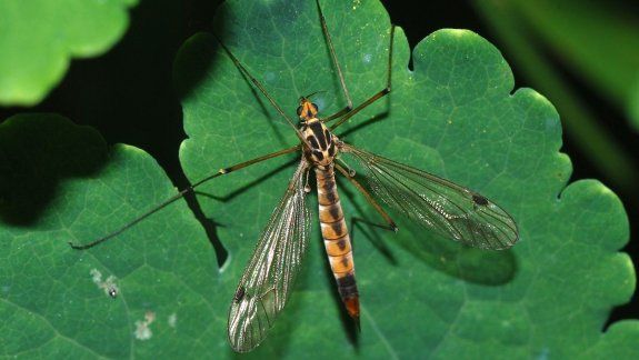 ¿Qué significa soñar con insectos?