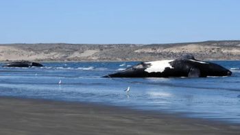 Chubut: las 71 ballenas franca austral muertas representan un récord anual. Chubut: las 71 ballenas franca austral muertas representan un récord anual.