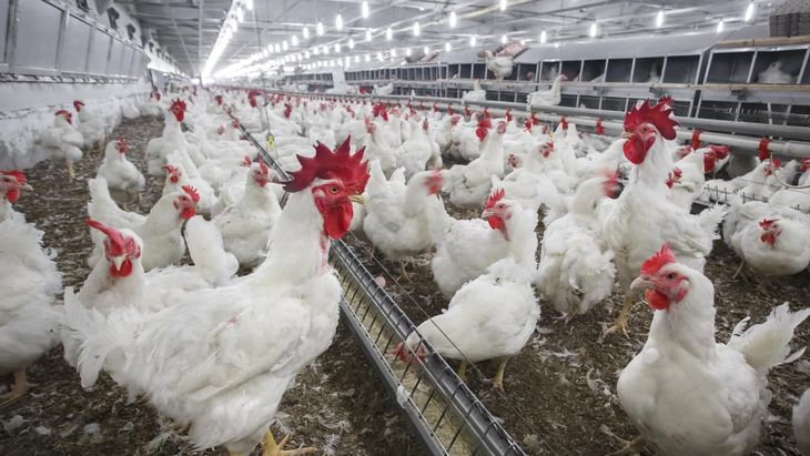 Desde marzo, Europa vuelve a comprar carne aviar argentina tras el cierre sanitario de 2024.