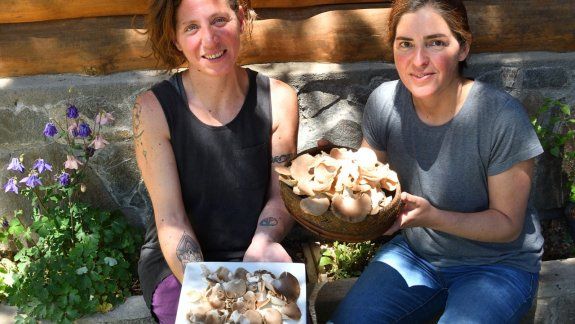 Singuí: dos hermanas producen gírgolas en Villa Pehuenia
