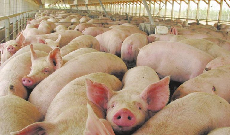 Se detectaron nuevos casos de Triquinosis en la ciudad de Neuquén