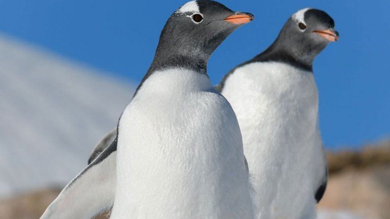 Algunas lecciones de vida de los pingüinos gays