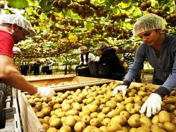 La demanda de kiwi a nivel global se mantienen creciente y esto abre oportunidades para la actividad. La demanda de kiwi a nivel global se mantienen creciente y esto abre oportunidades para la actividad.