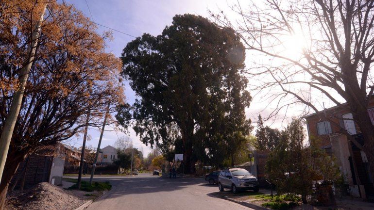 El enorme eucalipto alimenta de sombra a varias casas del barrio.