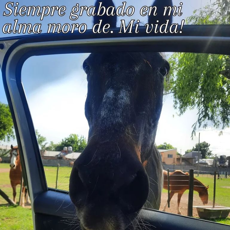 Moro, el caballo de Soledad Aquino Moro, el caballo de Soledad Aquino