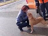 El momento en el que la perrita se reencuentra con su dueña.