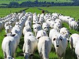 Brasil, imparable con las exportaciones de carne vacuna. Líder a nivel mundial.