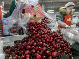 Una temporada para el olvido. Las pérdidas para los exportadores chilenos suman los 1.600 millones de dólares.&nbsp;