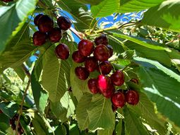 argentina logra record de exportaciones de cerezas argentina logra record de exportaciones de cerezas