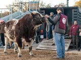 El ingreso a La Rural de Mercosur de la raza Shorthorn.