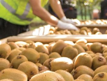 La industria proyecta un crecimiento de hasta 20% en la temporada 2026, impulsado por mayor producción y un programa más exigente de madurez y materia seca. La industria proyecta un crecimiento de hasta 20% en la temporada 2026, impulsado por mayor producción y un programa más exigente de madurez y materia seca.