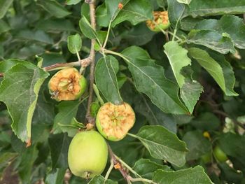 Los ataques de catas y loros ya provocan daños de hasta el 35% en los cultivos del Alto Valle, mientras los productores reclaman un plan regional de control que aún no llega.