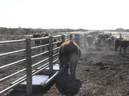 Para el gobierno de Río Negro, esta ha sido una herramienta clave para sostener la actividad ganadera en la región. Para el gobierno de Río Negro, esta ha sido una herramienta clave para sostener la actividad ganadera en la región.