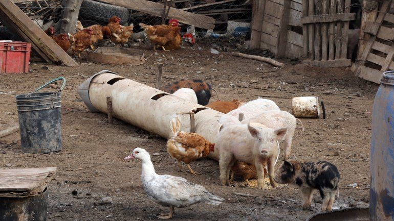 Hay familias que crían animales de granja y los vecinos no lo toleran. Además