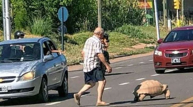 Mendoza: rescatan a una tortuga de 65 kilos que apareció en la calle