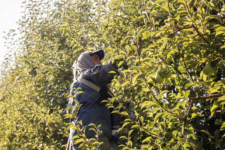El momento de cosecha es un punto clave dentro del proceso de conservación del fruto. El momento de cosecha es un punto clave dentro del proceso de conservación del fruto.