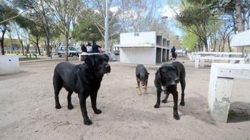 polemica por una jauria de perros que ataca en el balneario municipal
