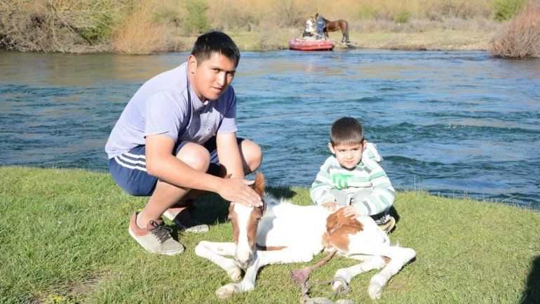 Montaron un operativo para rescatar un potrillo recién nacido en una isla