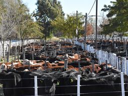 buenos precios se lograron en la fiesta del ternero en choele choel buenos precios se lograron en la fiesta del ternero en choele choel