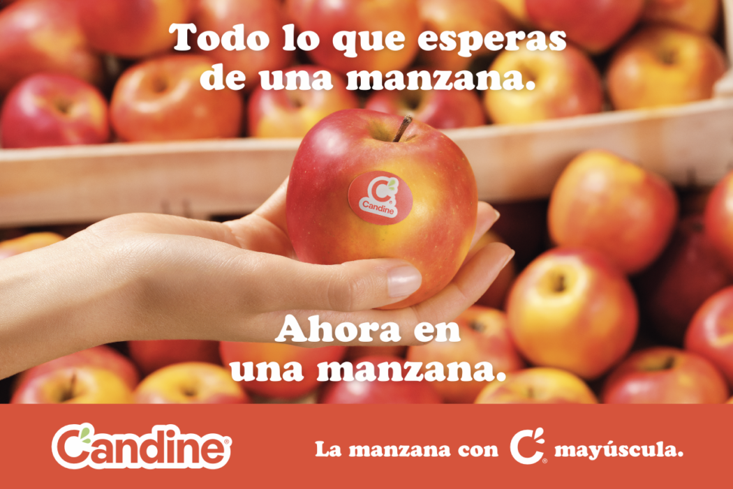 Una nueva variedad que ya está posiconada en Francia e ingresó en todo el mercado europeo.