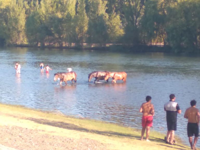 Video: el simpático e insólito chapuzón de los pingos en popular balneario de Allen