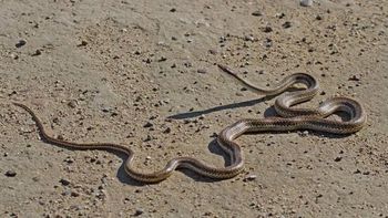 Las serpientes aparecieron cerca de la playa de Puerto Madyn y en barrios periféricos. Las serpientes aparecieron cerca de la playa de Puerto Madyn y en barrios periféricos.