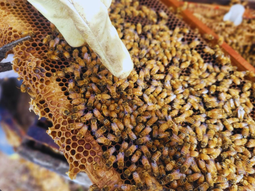 La clave es el mejoramiento genético. Foto: INTA La clave es el mejoramiento genético. Foto: INTA