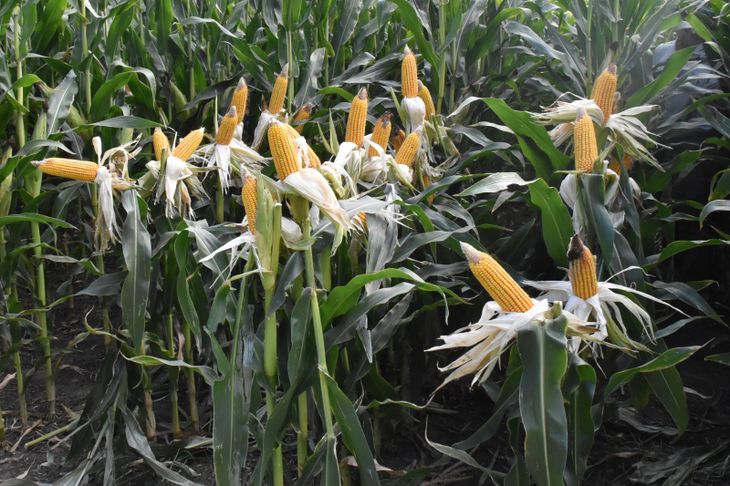 Zerboni hizo mención a las condiciones ambientales, porque a diferencia de otros lugares, 