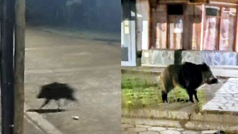 Se trata del tercer avistamiento de este animal en la localidad.&nbsp;