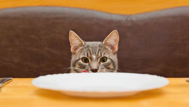 Facebook: gato golpea su plato para que sus dueños le sirvan comida. | Foto referencial.