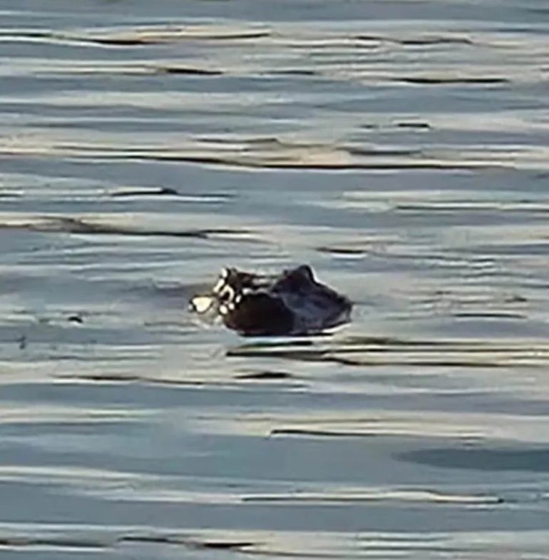 El cocodrilo que atacó al nene y le comió el brazo fue fotografiado después del incidente. El cocodrilo que atacó al nene y le comió el brazo fue fotografiado después del incidente.