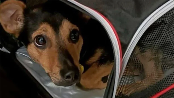 Coco, el perro europeo retenido en Ezeiza por falta de vacunas