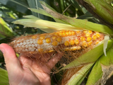 El informe refleja un panorama alentador para los productores de maíz