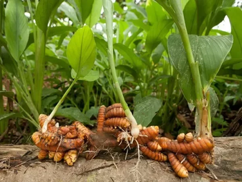 curcuma: el poderoso aliado que transforma la salud y mueve la economia global