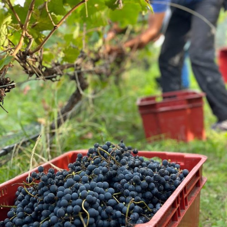 El programa entrega un aporte económico equivalente al 60% del SVM durante tres meses. Foto: WofA El programa entrega un aporte económico equivalente al 60% del SVM durante tres meses. Foto: WofA