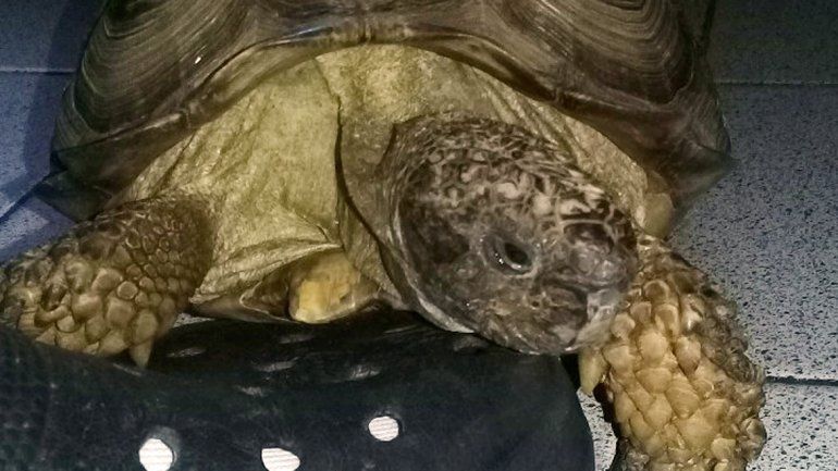 Denunció que le robaron la tortuga en barrio Santa Genoveva: ¿Dónde está Theodora?