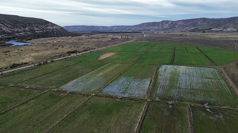 Resultados tangibles: El proyecto de riego suma 43 hectáreas en producción. Se esperan 700 a 800 rollos para fortificar la alimentación del ganado este otoño seco. Foto: gentileza | LM Neuquen Resultados tangibles: El proyecto de riego suma 43 hectáreas en producción. Se esperan 700 a 800 rollos para fortificar la alimentación del ganado este otoño seco. Foto: gentileza