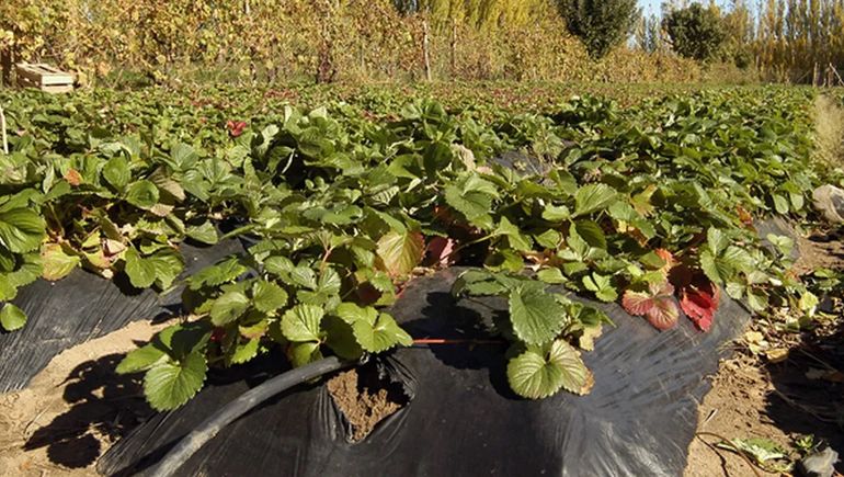 Neuquén, un paraíso para la producción de frutas finas