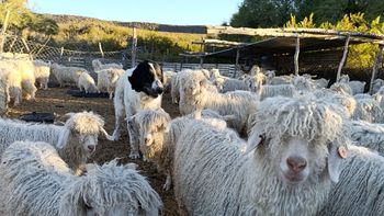 Patagonia: Se pagó un promedio de 9 dólares por el pelo de cabra mohair | LM Neuquen Patagonia: Se pagó un promedio de 9 dólares por el pelo de cabra mohair
