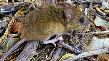 otra muerte en chubut por hantavirus otra muerte en chubut por hantavirus