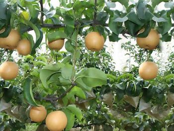 asi es el protocolo entre china y argentina que regula la importacion de peras y manzanas