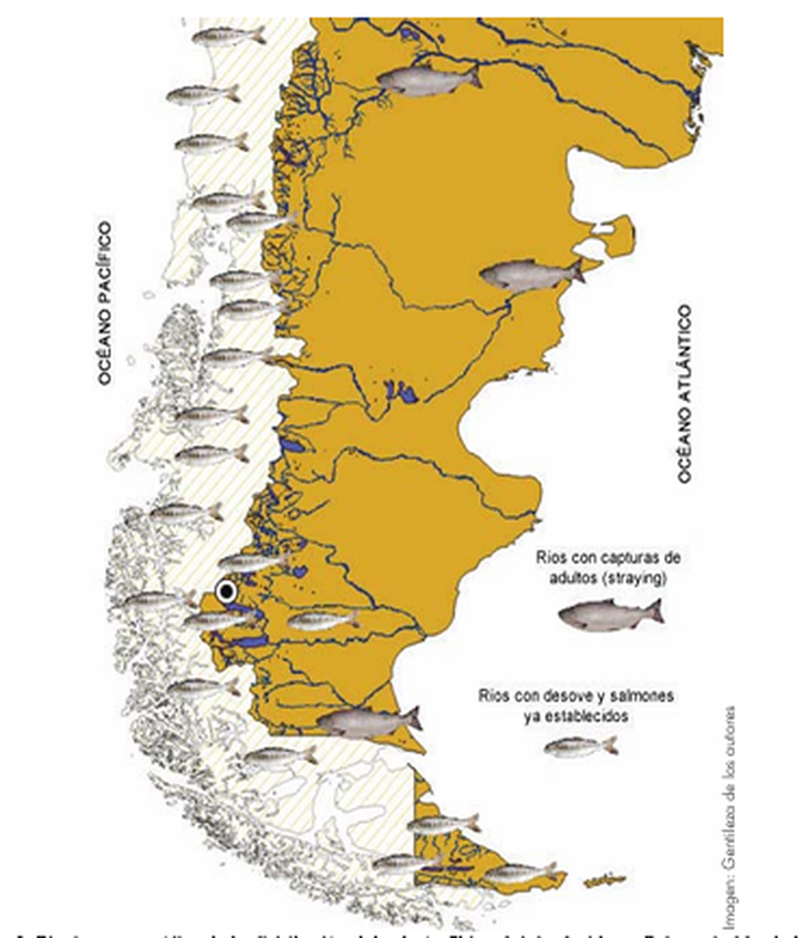  Diseño esquemático de la distribución del salmón Chinook introducido en Patagonia. Fuente: Javier E. Ciancio, Juana Aigo, Rodrigo R. Clarke y Rune Flikke