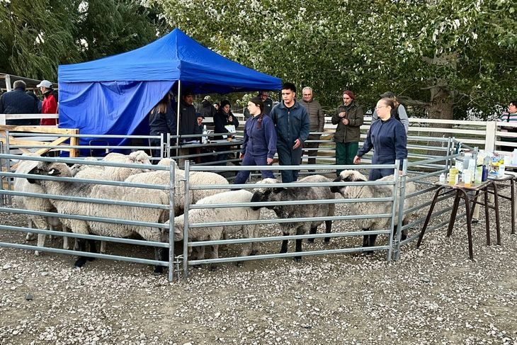 Futuros técnicos de la Patagonia compitieron en genética, sanidad y bienestar ovino. Futuros técnicos de la Patagonia compitieron en genética, sanidad y bienestar ovino.