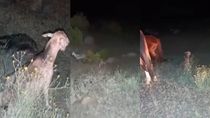 atropellaron un arreo en plena trashumancia: murieron 15 chivitos atropellaron un arreo en plena trashumancia: murieron 15 chivitos