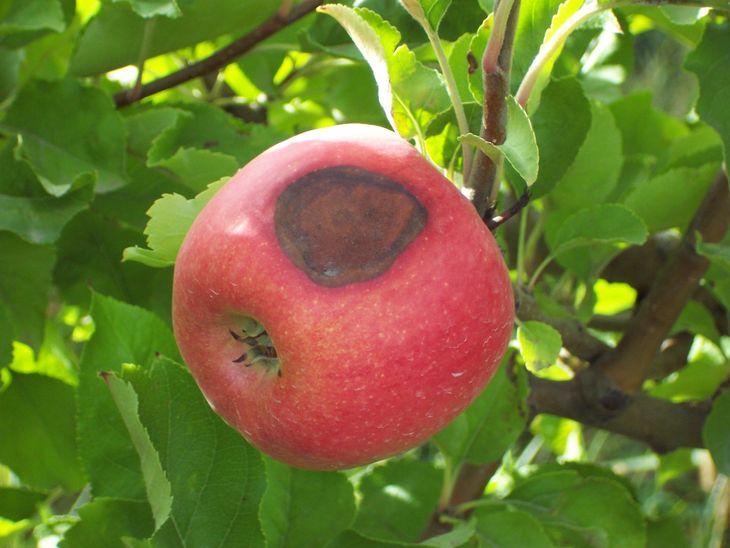 Manzana con quemaduras graves. Manzana con quemaduras graves.