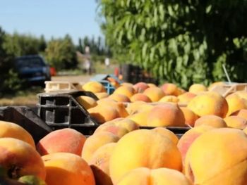Las exportaciones argentinas de frutas de carozo mostraron una mejora interanual en los primeros meses de la campaña, pero continúan lejos de los volúmenes alcanzados en años anteriores. Las exportaciones argentinas de frutas de carozo mostraron una mejora interanual en los primeros meses de la campaña, pero continúan lejos de los volúmenes alcanzados en años anteriores.