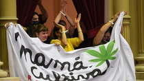 el gobierno promulgo la ley de cannabis medicinal