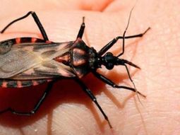 un medicamento contra el cancer podria ser clave para tratar el chagas cronico