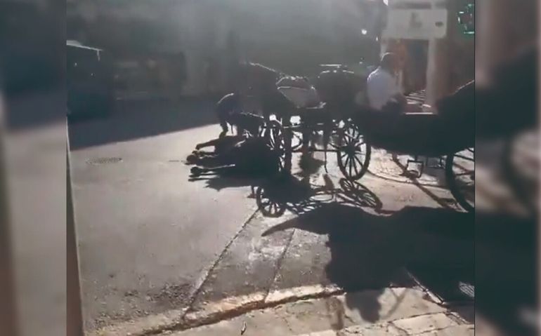 Un caballo que era utilizado para transportar turistas, murió por un golpe de calor en plena calle