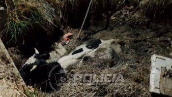 Las vacas estaban agotadas al momento del rescate en plena madrugada de Chos Malal,